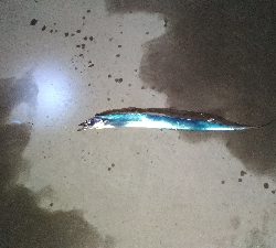 1/12釣果チヌ6枚グレタチウオメバルサバ中アジ豆アジボラ