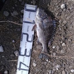 1/18釣果タチウオチヌグレキス豆アジ