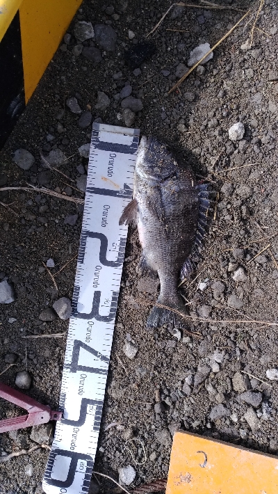 1/18釣果タチウオチヌグレキス豆アジ