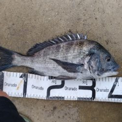 1/26釣果チヌ19枚グレ1枚