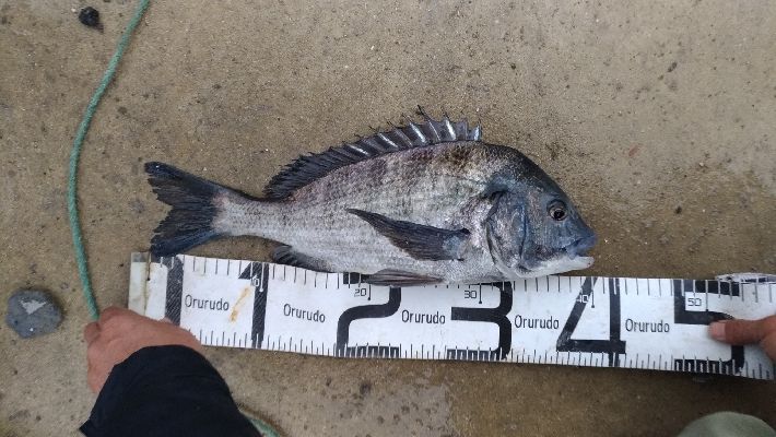 1/26釣果チヌ19枚グレ1枚