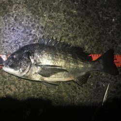 年明けもドラゴン