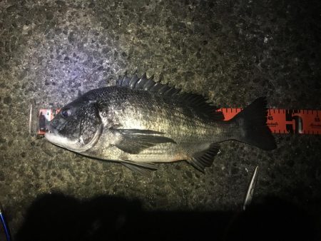 年明けもドラゴン