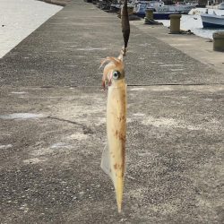 初ヤリイカ❗️