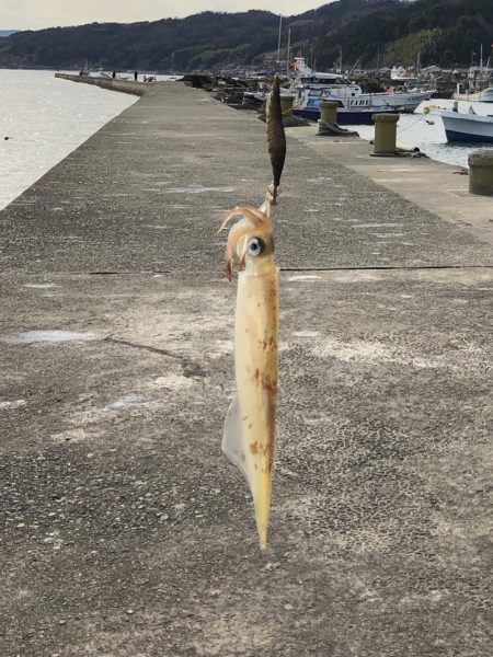 初ヤリイカ❗️