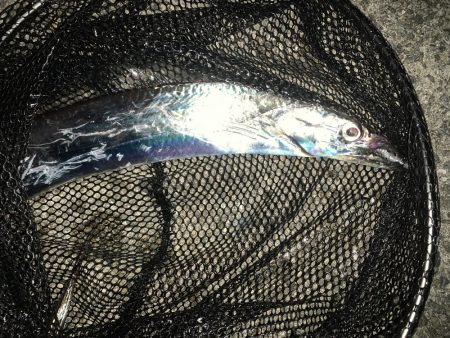 釣りってわからない…