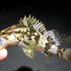 漁港内マイクロフィッシング