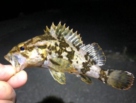 漁港内マイクロフィッシング