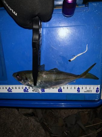 ゴロタdeフロート