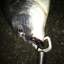 1月15日シェイクでキャッチ