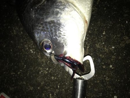 1月15日シェイクでキャッチ