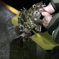 今年2回目のアジング