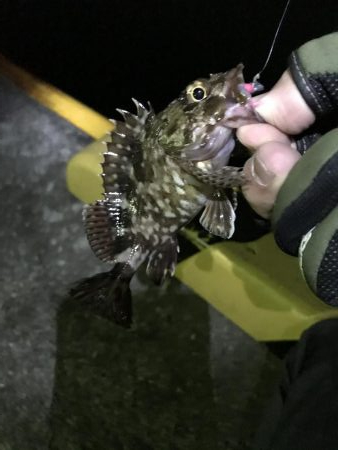 今年2回目のアジング