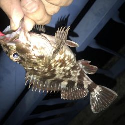 メバル が・・・