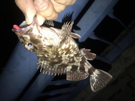 メバル が・・・