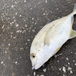 アジングオール