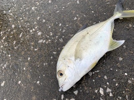 アジングオール