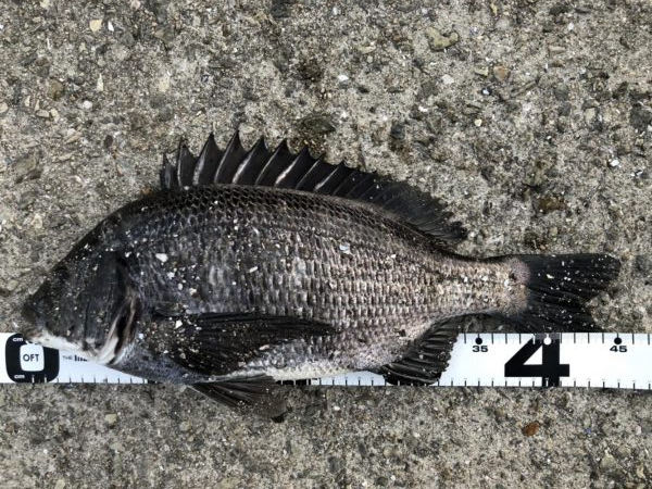 イチノ兄弟、釣果！