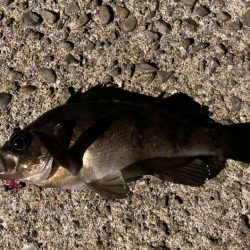 由良にお魚はいないんかーい