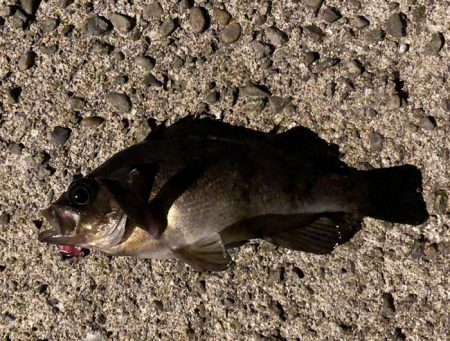 由良にお魚はいないんかーい