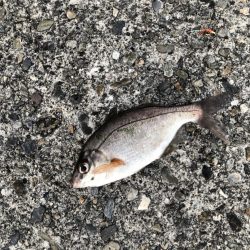 久しぶりの青物