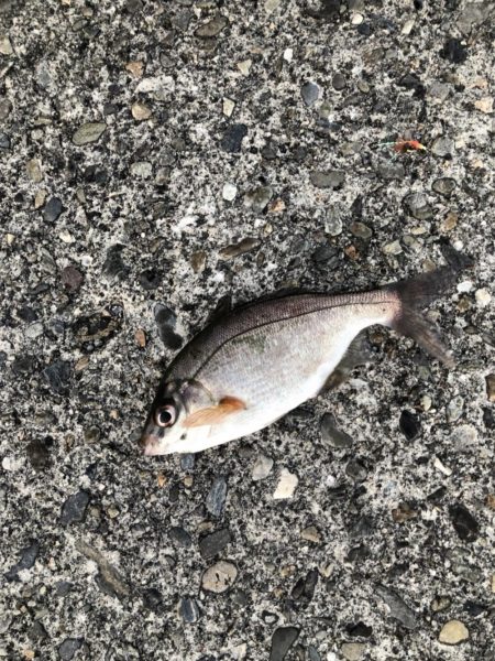 久しぶりの青物