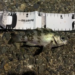 メバルを求めて2020