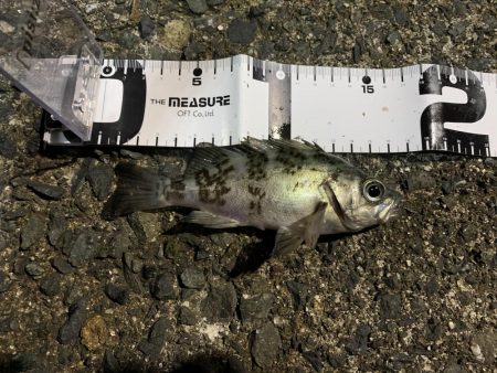 メバルを求めて2020