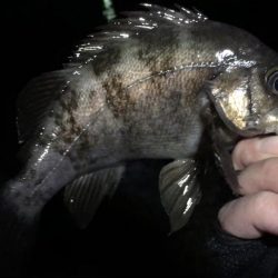 アジまだ居てました！！