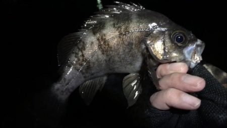 アジまだ居てました！！