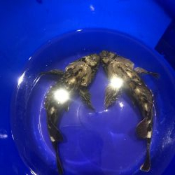 20ちょいのカサゴ2匹