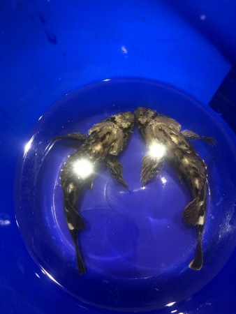 20ちょいのカサゴ2匹