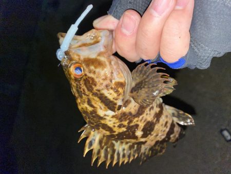 極上メバリング