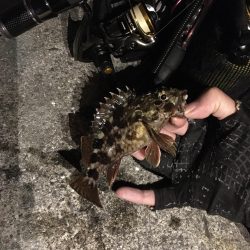 小メバルばかり‥