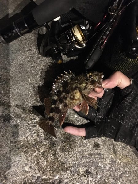 小メバルばかり‥