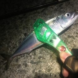 今週末また連日淡路島!2日目