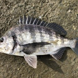 イチノ兄弟、釣果！