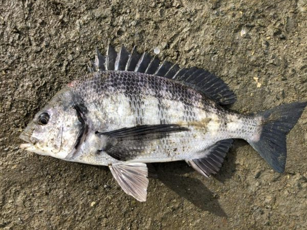 イチノ兄弟、釣果！