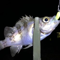 水質が綺麗すぎて、魚がいなそう・・