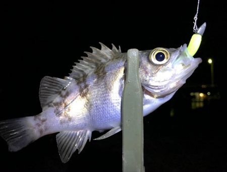 水質が綺麗すぎて、魚がいなそう・・