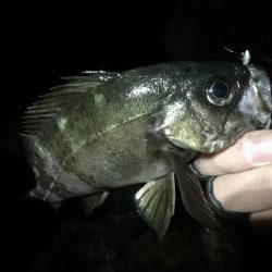 アジは何処へ？？