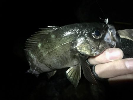 アジは何処へ？？