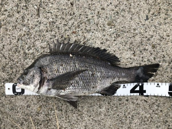 イチノ兄弟、釣果！