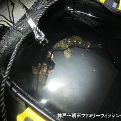 メバルの顔は拝めずガシラの釣果