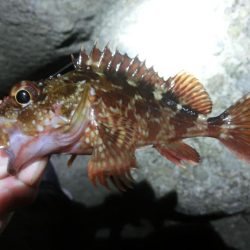 ガシララッシュのちメバル