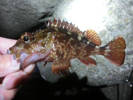 ガシララッシュのちメバル