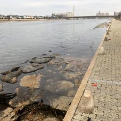 ハネがやっとでました