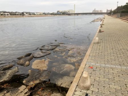 ハネがやっとでました