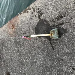 ど迫力のマゴチ