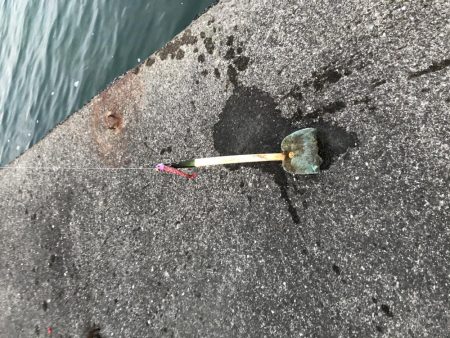 ど迫力のマゴチ